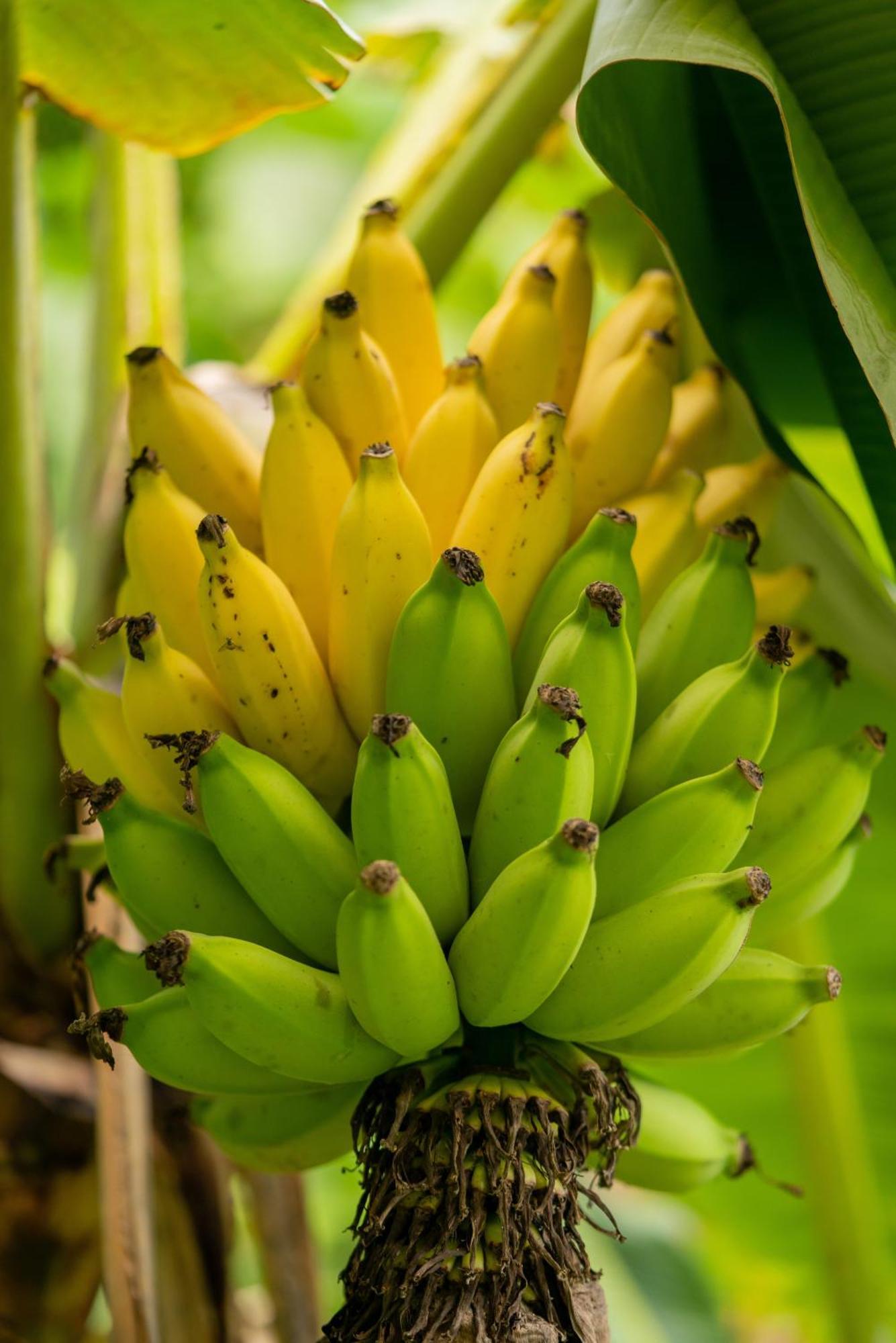 Jungle Haven Ocean Front Eco Villa On Fruit Farm Pahoa Exteriér fotografie